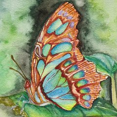 LIANG-WAI-HAN_AGE-16_BUTTERFLY_PAINT-ON-15-X-15CM-PAPER
