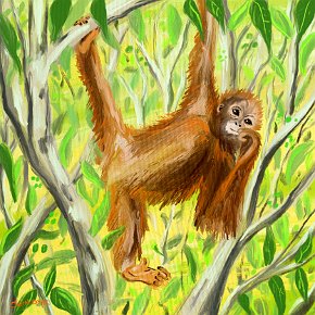 Orangutan 2