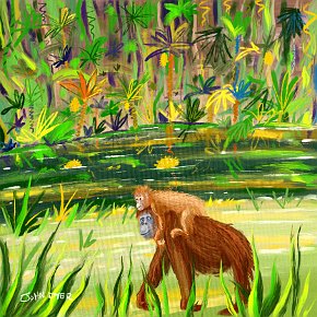 Orangutan 3