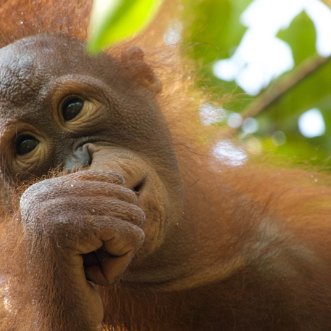 Be Inspired! Borneo Photo Album