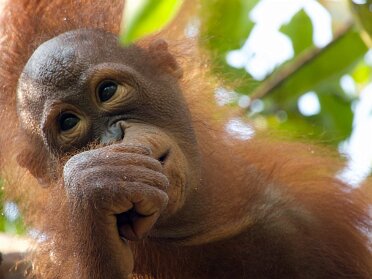 Be Inspired! Borneo Photo Album
