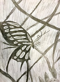Barney-Clifford-Brown-Age-10-Boxgrove-C-of-E-Primary-School-Chichester-UK.-u201dButterfly-flyingu201d-A4-Pencil-Drawing