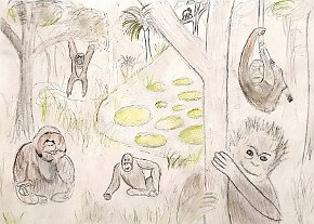 Karam Singh Dhillon, Age 12, Orangutans, A4 Sketch, with pops of colour, UK