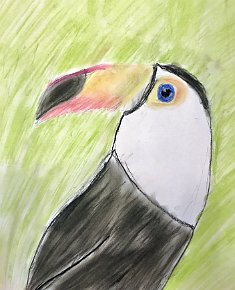 Molly-Edwards-Age-10-Boxgrove-C-of-E-Primary-School-Chichester-UK-u201cToucanu201d-A4-pastels-on-paper