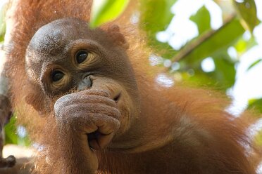 Be Inspired! Borneo Photo Album